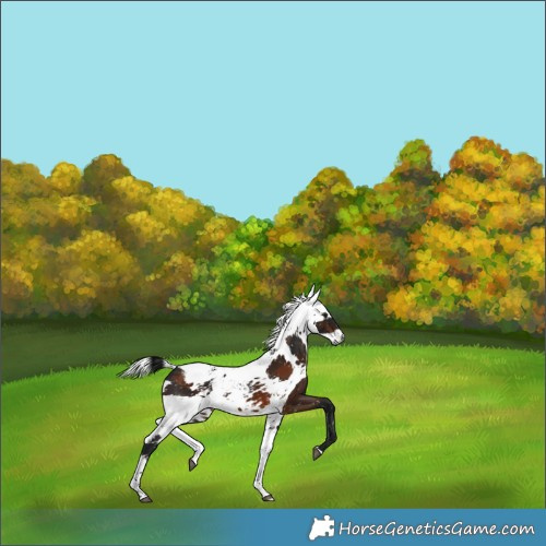 Horse Color:Gray Brown Harlequin Merle Tobiano Appaloosa 