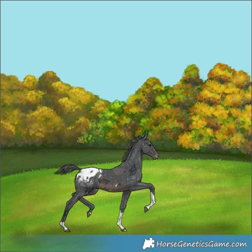 Horse Color:Brown Merle Tobiano Appaloosa 