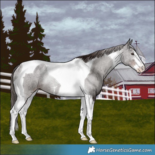 Horse Color:White Spotted Liver Chestnut Tobiano Rabicano 