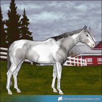 Horse Color:White Spotted Liver Chestnut Tobiano Rabicano
