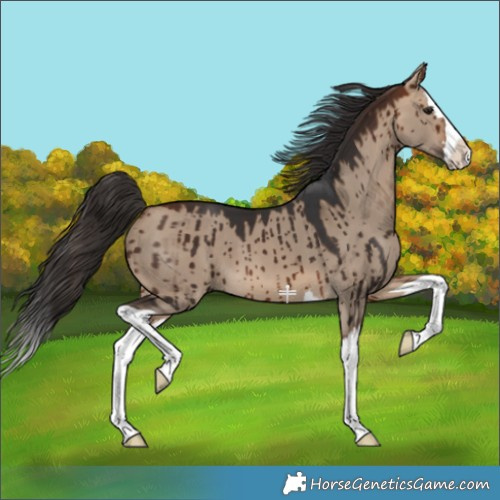 Horse Color:Bay Dun Splash Brindle