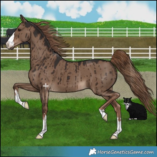Horse Color:Liver Red Dun Brindle 