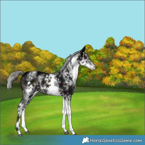 Horse Color:White Spotted Midnight Liver Chestnut Ice Mushroom 