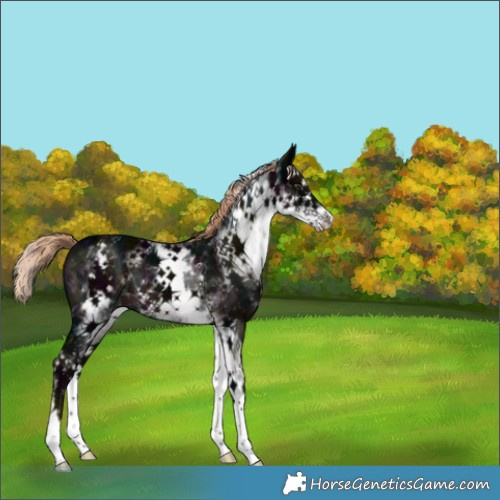 Horse Color:White Spotted Midnight Liver Chestnut Ice Splash Rabicano 