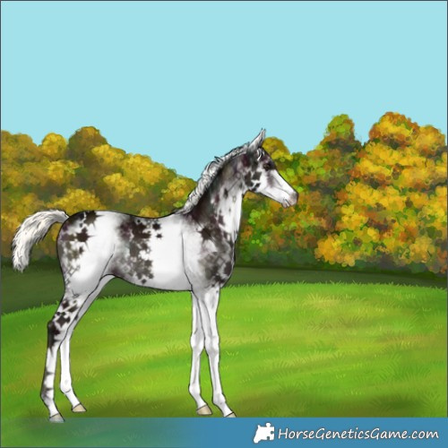 Horse Color:White Spotted Midnight Liver Red Onyx Mushroom Rabicano 