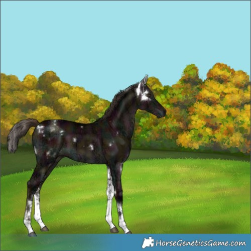 Horse Color:White Spotted Midnight Liver Red Dun Ice Brindle 