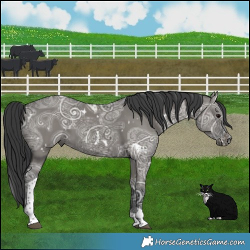 Horse Color:White Spotted Grullo Ice Tobiano 
