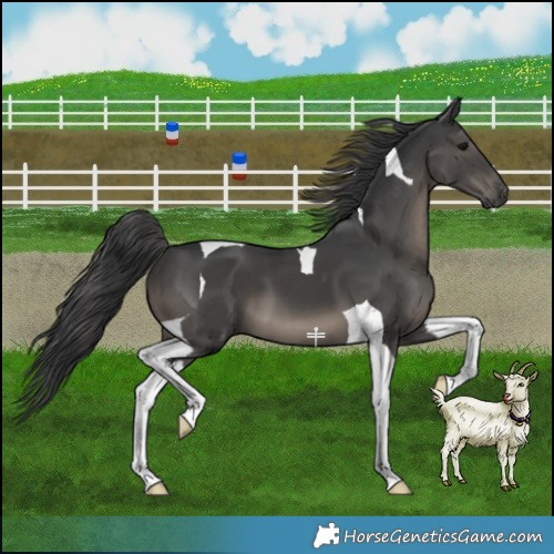 Horse Color:Black Tobiano 