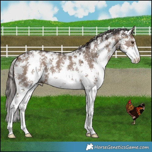 Horse Color:Liver Red Dun Sabino Varnish 
