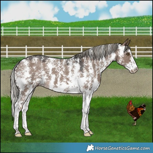 Horse Color:Liver Red Dun Mushroom Sabino Varnish 