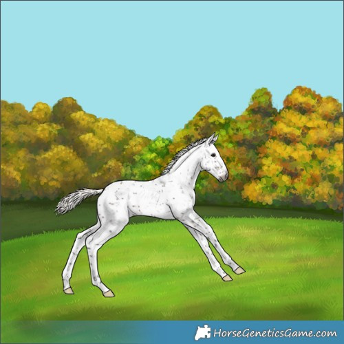 Horse Color:Gray Silver Brown Sabino 
