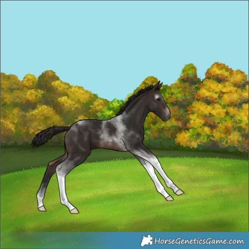 Horse Color:Gray Bay Tobiano 