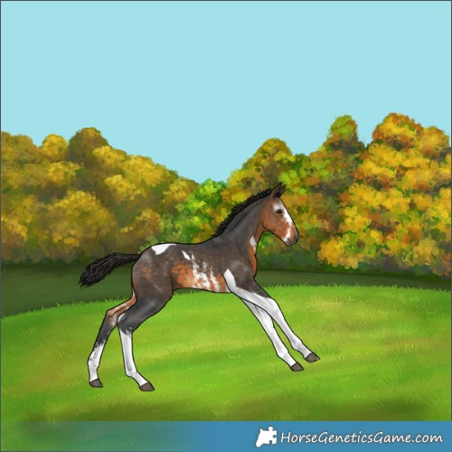 Horse Color:Gray Buckskin Sabino Tobiano 