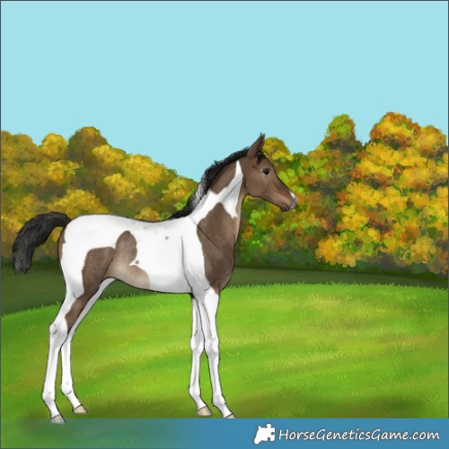 Horse Color:Gray Brown Dun Tobiano Rabicano 