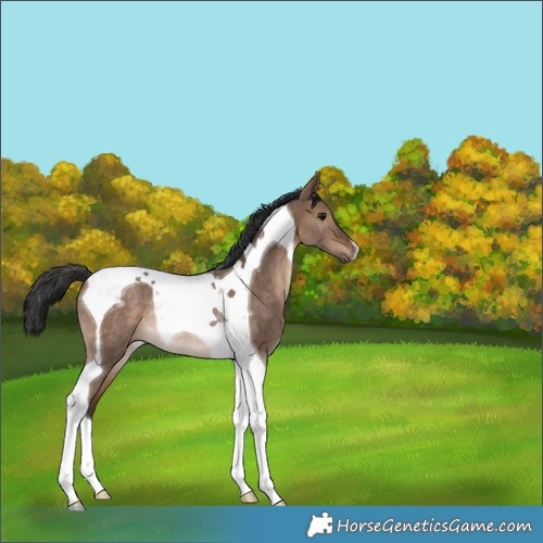 Horse Color:Brown Dun Tobiano Rabicano 