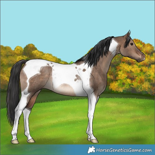 Horse Color:Brown Dun Tobiano Rabicano 