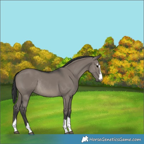 Horse Color:Grullo Rabicano 