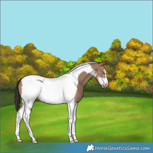 Horse Color:Brown Dun Tobiano Frame 