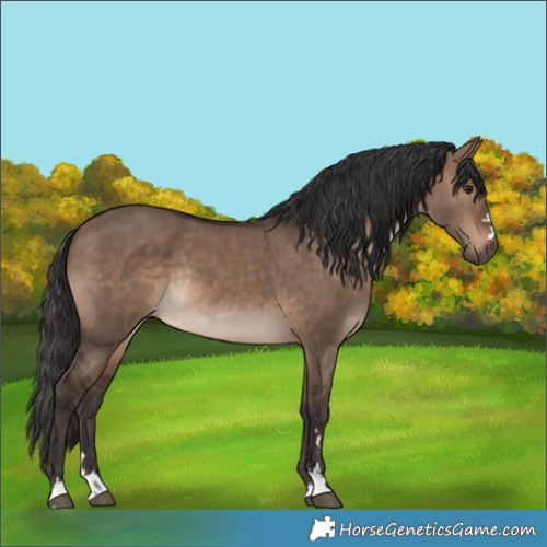 Horse Color:Brown Dun Rabicano 
