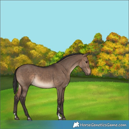Horse Color:Brown Dun Rabicano 