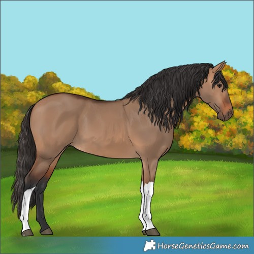 Horse Color:Bay Dun Tobiano Rabicano 