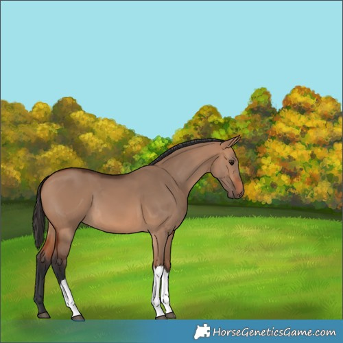 Horse Color:Bay Dun Tobiano Rabicano 