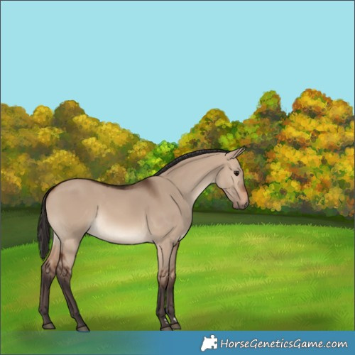 Horse Color:Brown Dun 