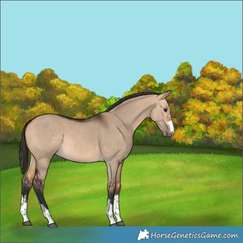 Horse Color:Bay Dun Rabicano 