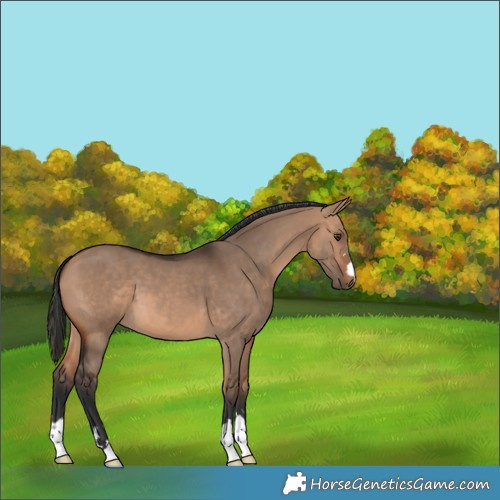 Horse Color:Bay Dun 