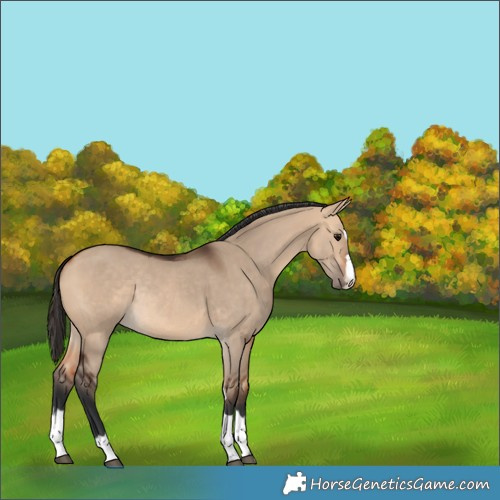 Horse Color:Bay Dun Rabicano 