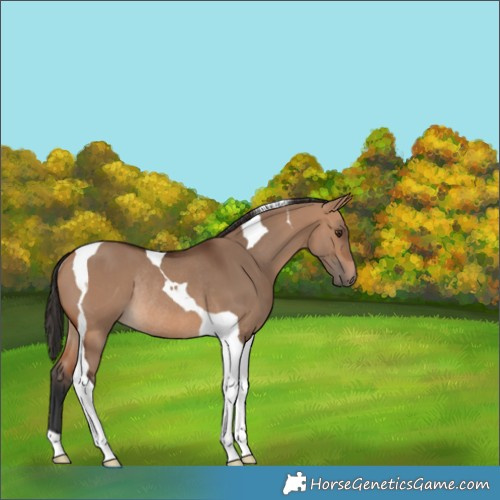 Horse Color:Bay Dun Tobiano Rabicano 