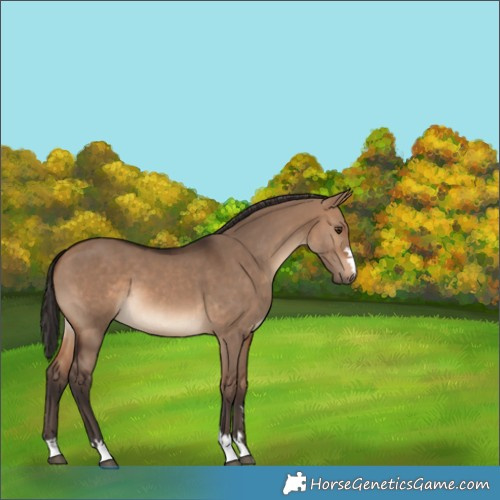 Horse Color:Brown Dun 