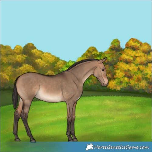 Horse Color:Bay Dun 