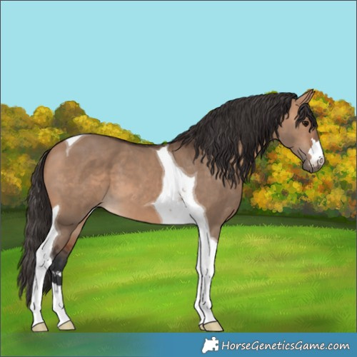Horse Color:Bay Dun Tobiano 
