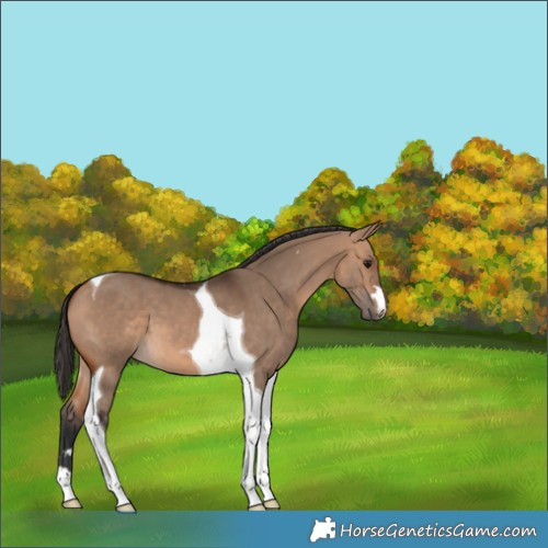 Horse Color:Bay Dun Tobiano 