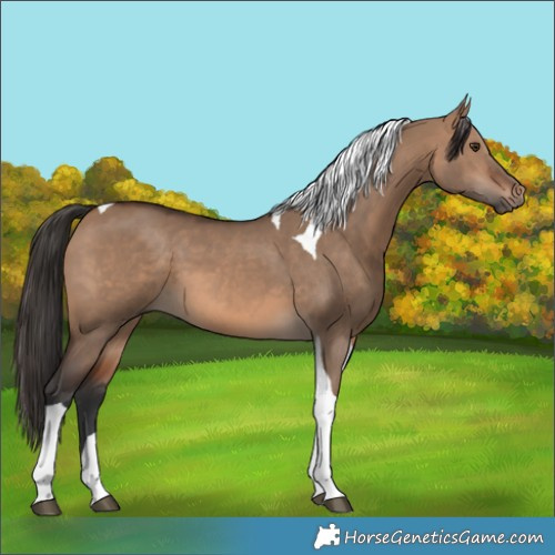 Horse Color:Brown Dun Tobiano 