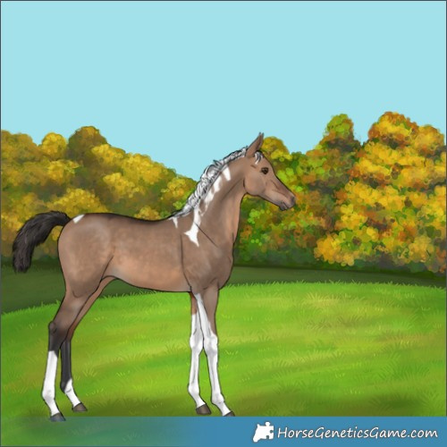 Horse Color:Brown Dun Tobiano 