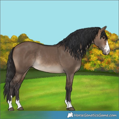 Horse Color:Brown Dun Rabicano 