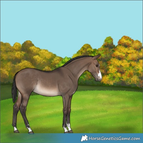 Horse Color:Brown Dun Rabicano 