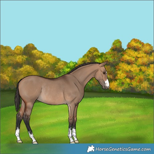 Horse Color:Bay Dun Rabicano 