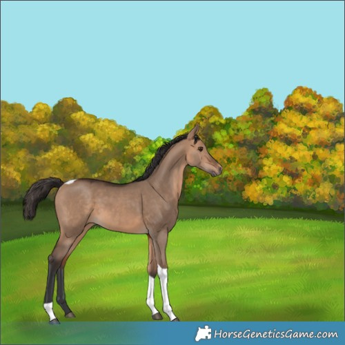 Horse Color:Bay Dun Tobiano Rabicano
