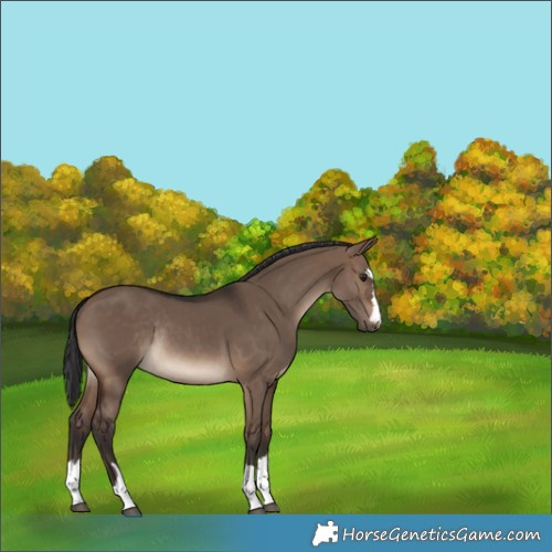 Horse Color:Brown Dun Rabicano