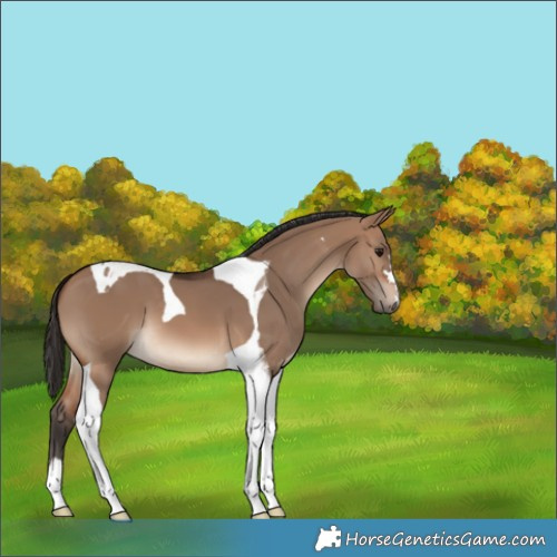 Horse Color:Brown Dun Tobiano 