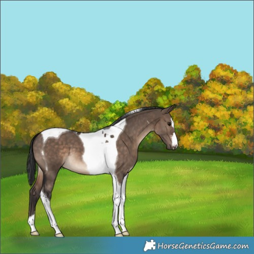 Horse Color:Brown Dun Tobiano 