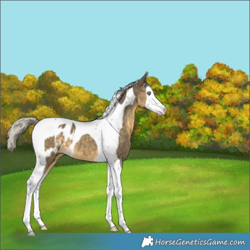 Horse Color:Silver Buckskin Dun Splash Tobiano Blanket 