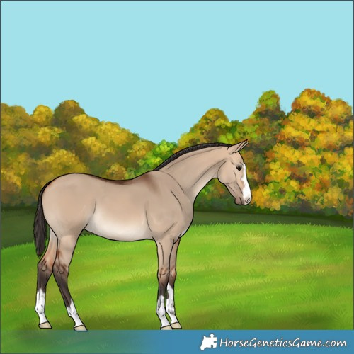 Horse Color:Bay Dun 