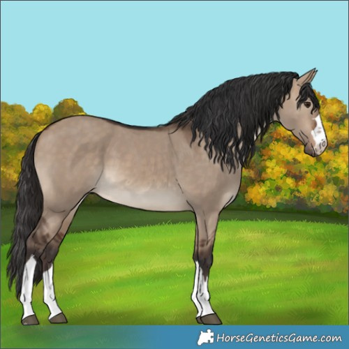 Horse Color:Brown Dun 