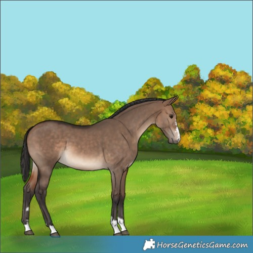 Horse Color:Brown Dun 