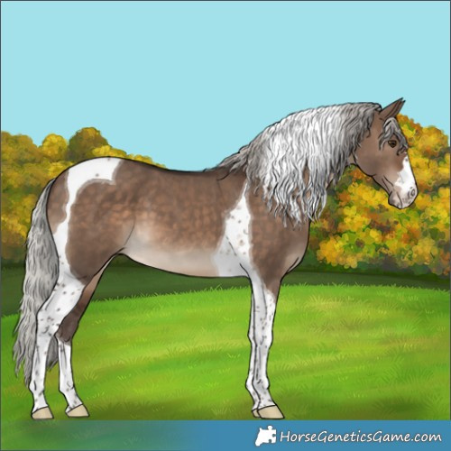 Horse Color:Silver Brown Dun Tobiano 