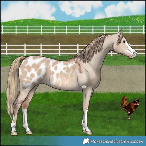 Horse Color:Red Dun Blanket 